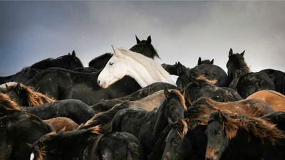 Foto uit de Eregalerij met paarden